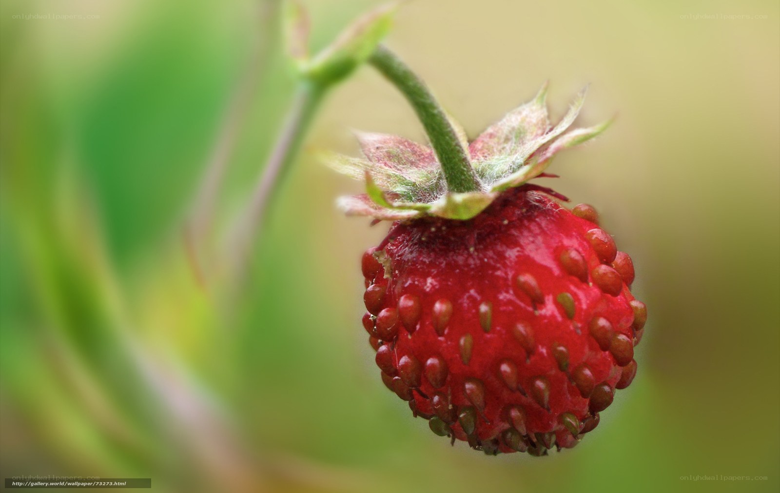 close-up of a red strawberry