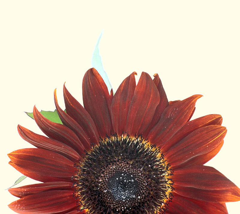 Close-up of a red sunflower