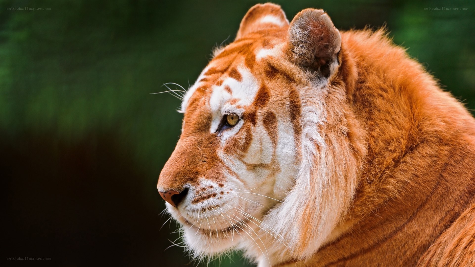 close-up of a red tiger
