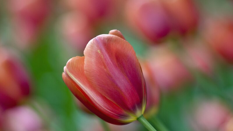 Close-up of a red tulip