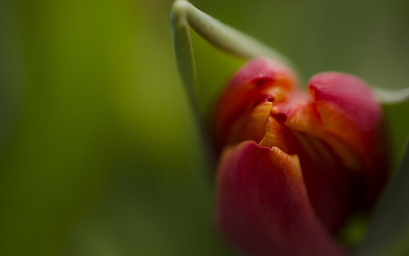 close-up of a red tulip