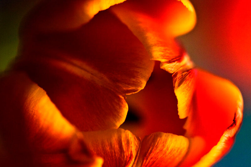 Close-up of a red tulip