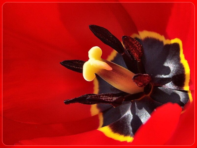 Close-up of a red tulip