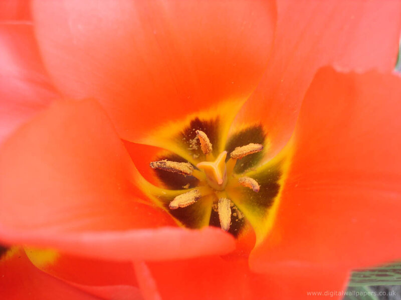 close-up of a red tulip