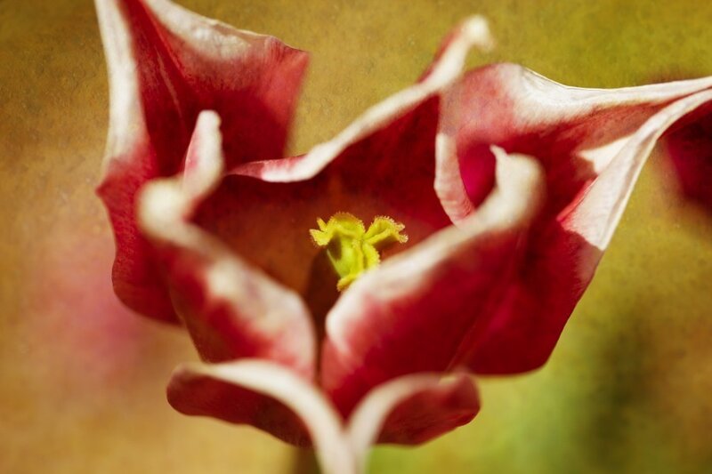 Close-up of a red tulip
