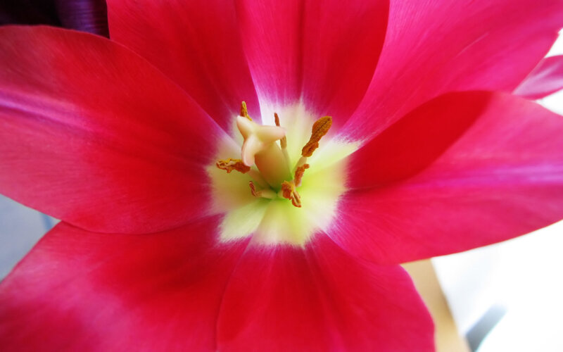 close-up of a red tulip