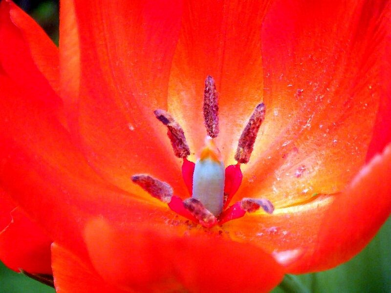 Close-up of a red tulip