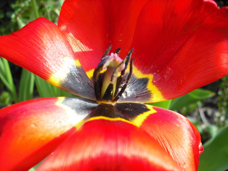 Close-up of a red tulip