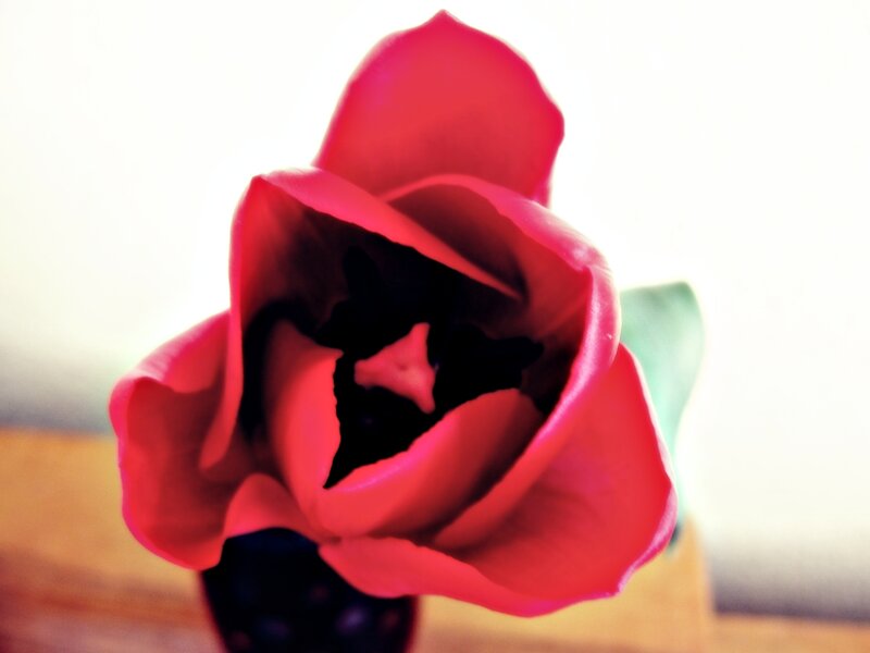 close-up of a red tulip