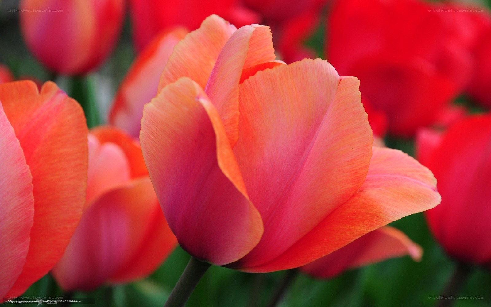 Close-up of a red tulip