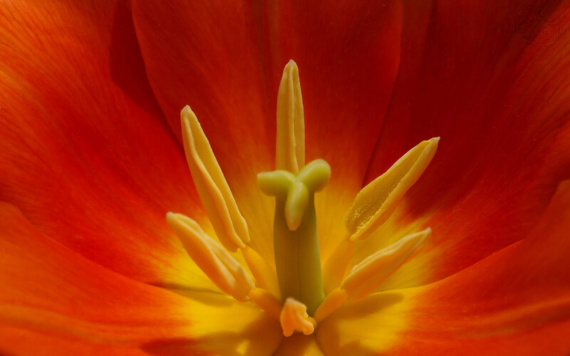 Close-up of a red tulip