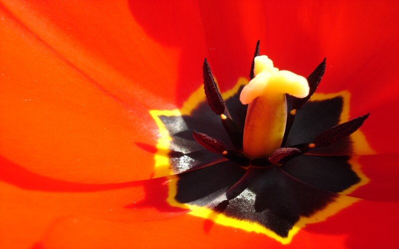 Close-up of a red tulip