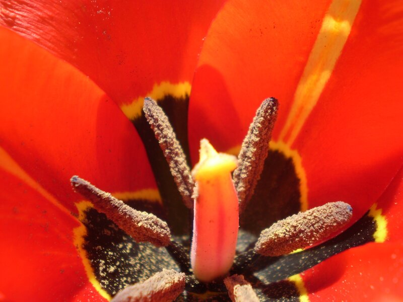 Close-up of a red tulip