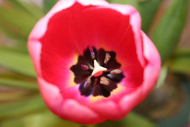 close-up of a red tulip