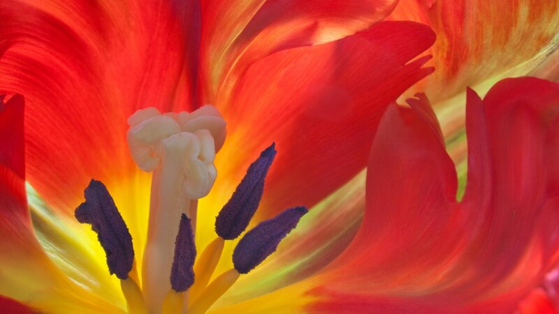 Close-up of a red tulip