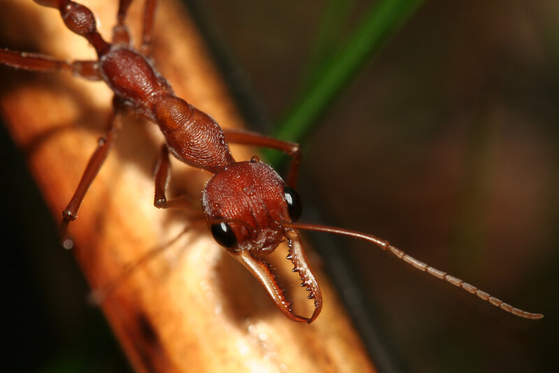 close-up of a reddish ant