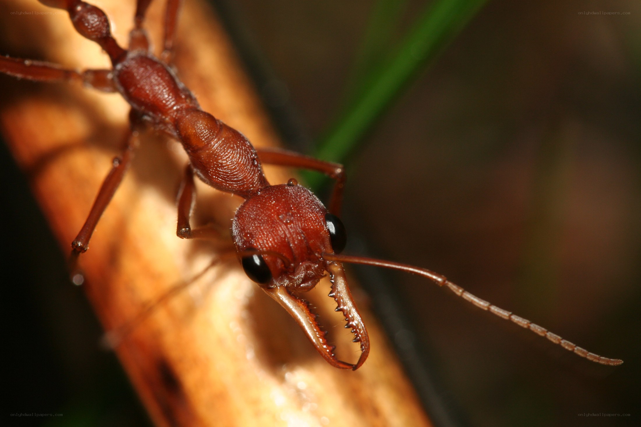 close-up of a reddish ant