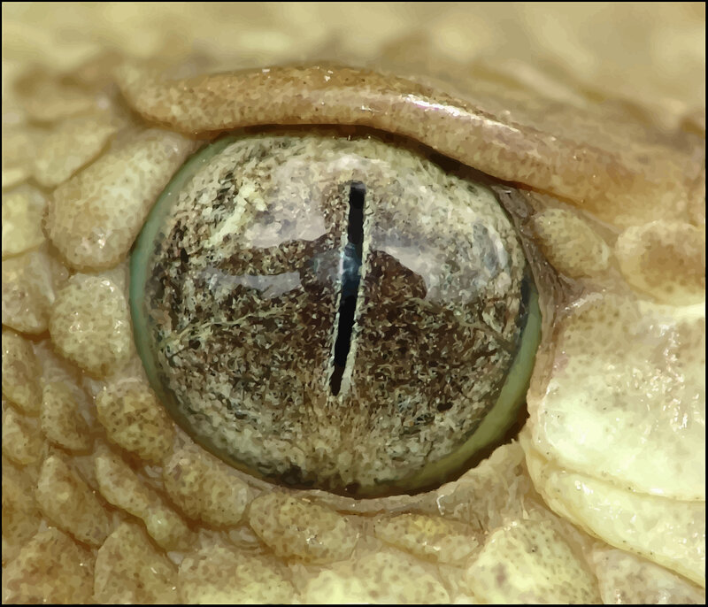 close-up of a reptile eye