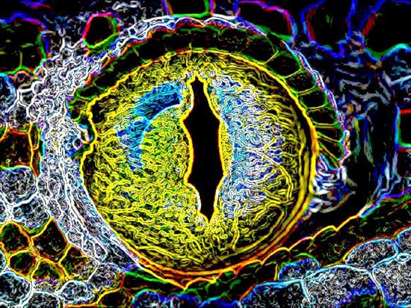 Close-up of a Reptile Eye — Yellow