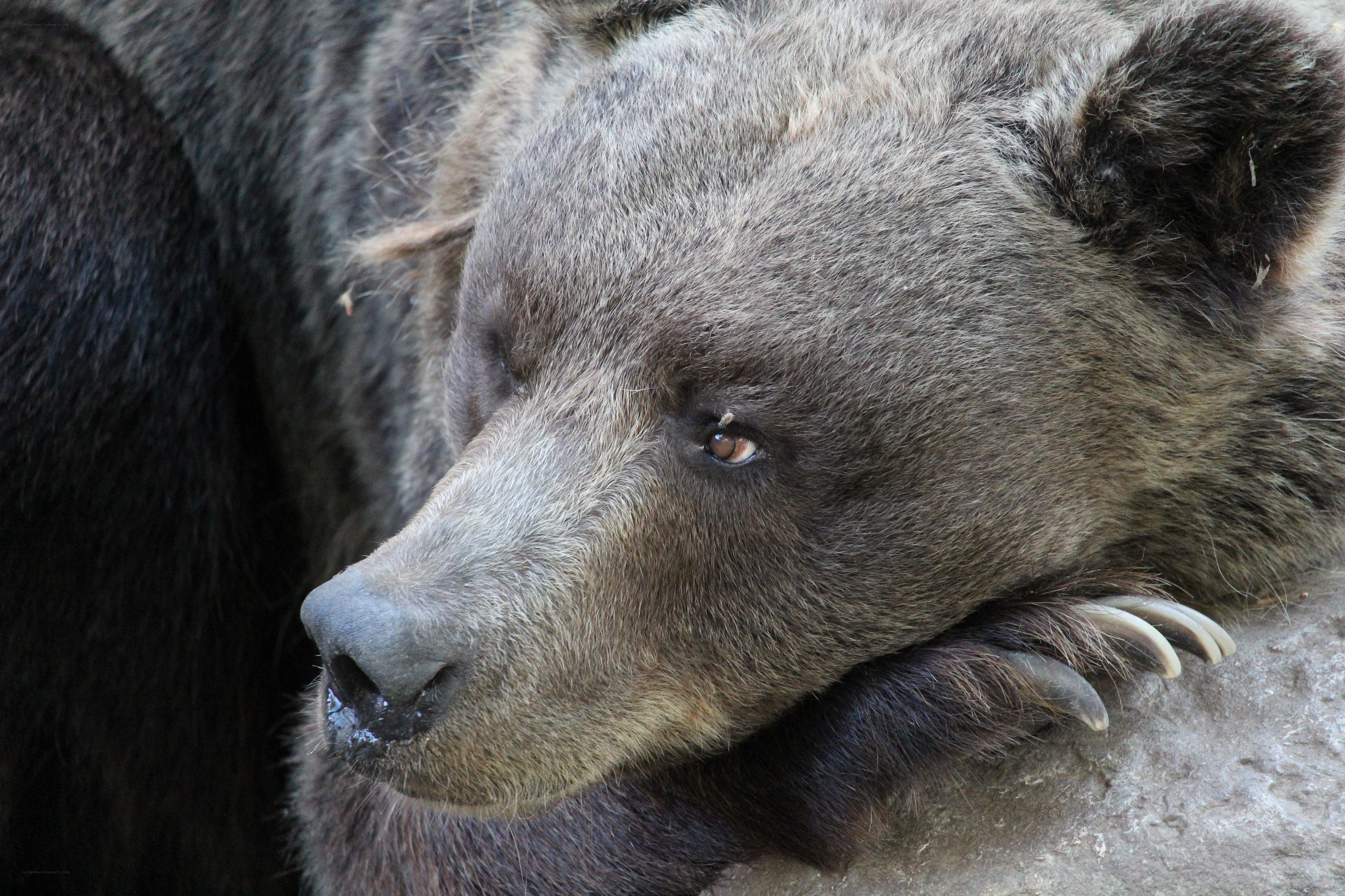 close-up of a resting bear