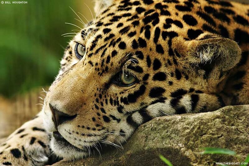 Close-up of a resting jaguar