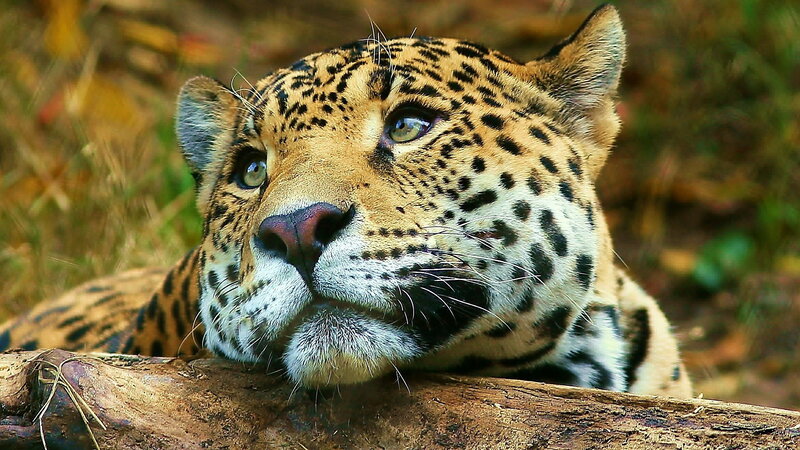 Close-up of a resting jaguar