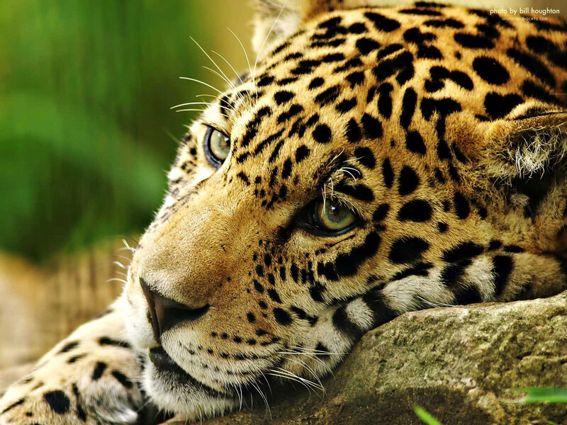 Close-up of a resting jaguar