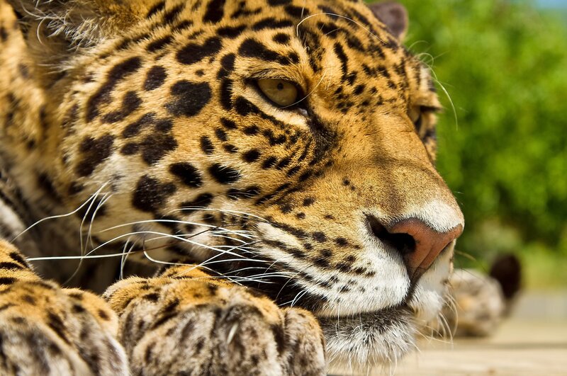 Close-up of a resting jaguar