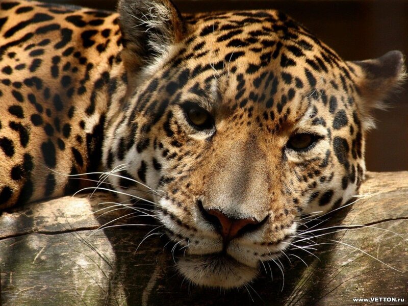 Close-up of a resting jaguar