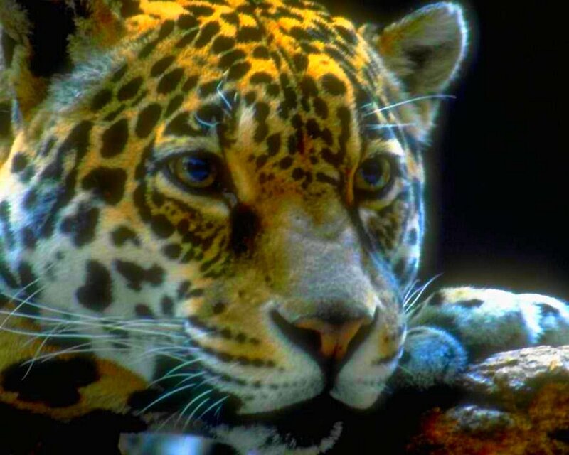 Close-up of a resting jaguar