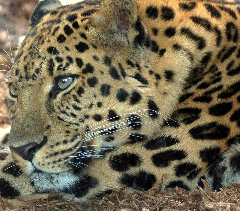 Close-up of a resting leopard
