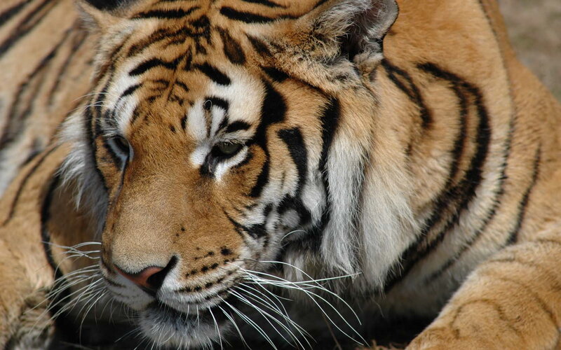 Close-up of a resting tiger