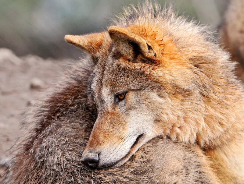 close-up of a resting wolf