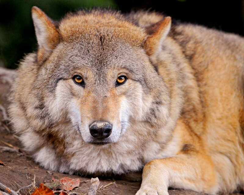 Close-up of a resting wolf