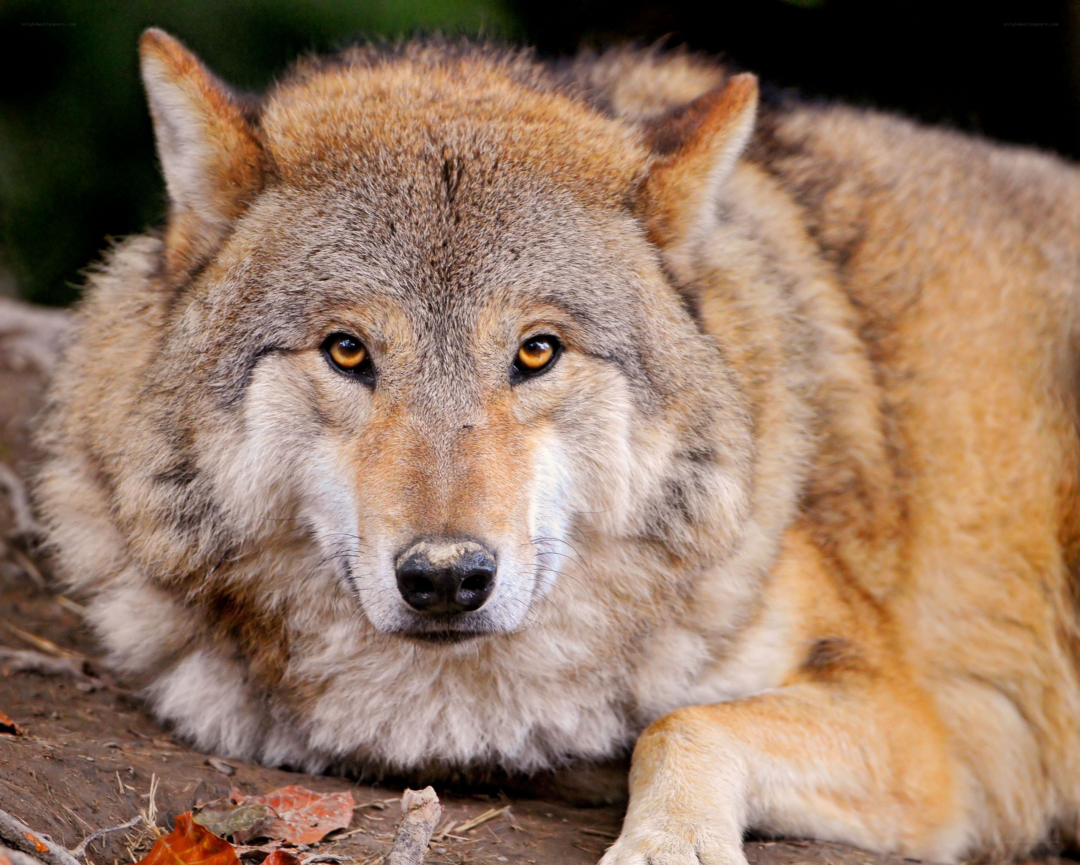 Close-up of a resting wolf