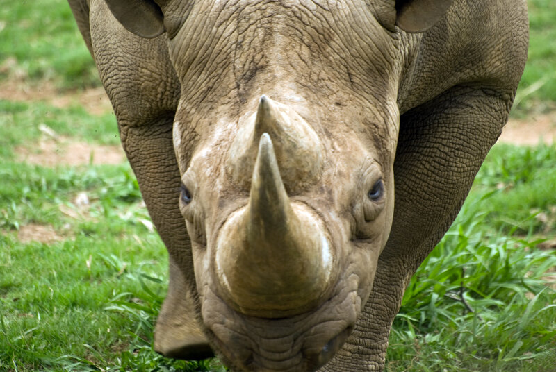 Close-up of a rhinoceros