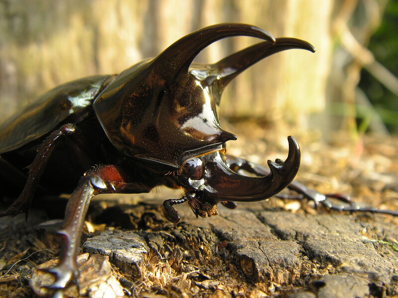 Close-up of a rhinoceros beetle