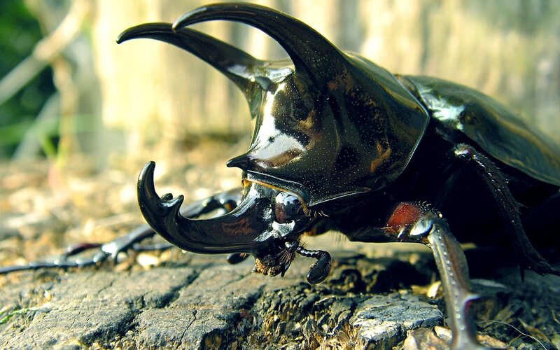 Close-up of a rhinoceros beetle