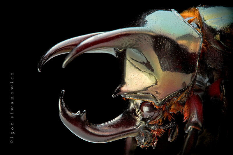 Close-up of a rhinoceros beetle