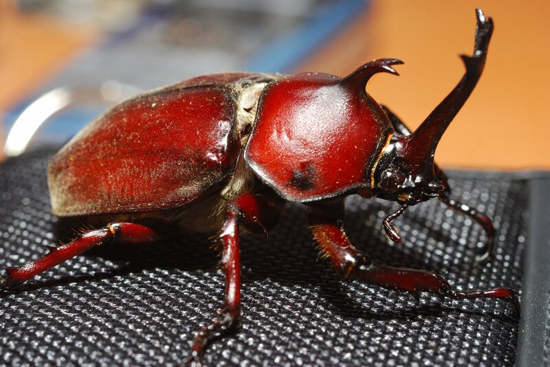 Close-up of a rhinoceros beetle