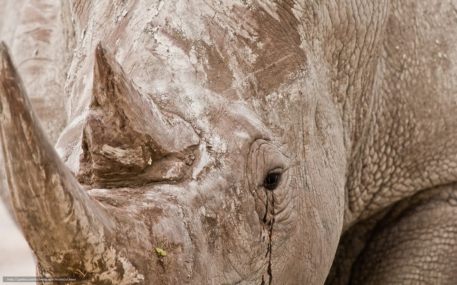 Close-up of a rhinoceros face