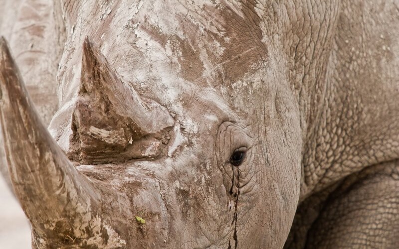 Close-up of a rhinoceros face