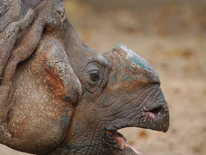close-up of a rhinoceros head