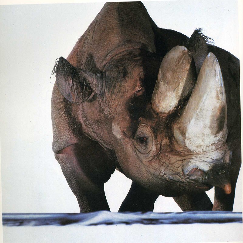 Close-up of a rhinoceros