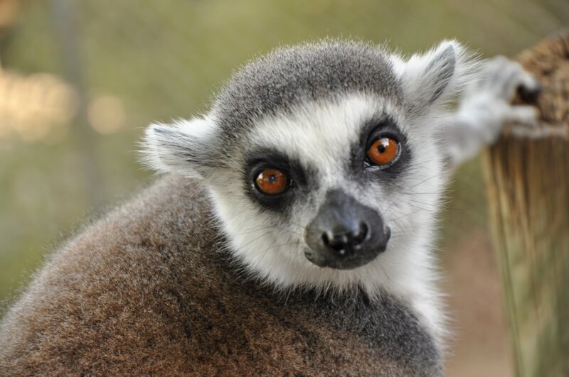 Close-up of a ring-tailed lemur