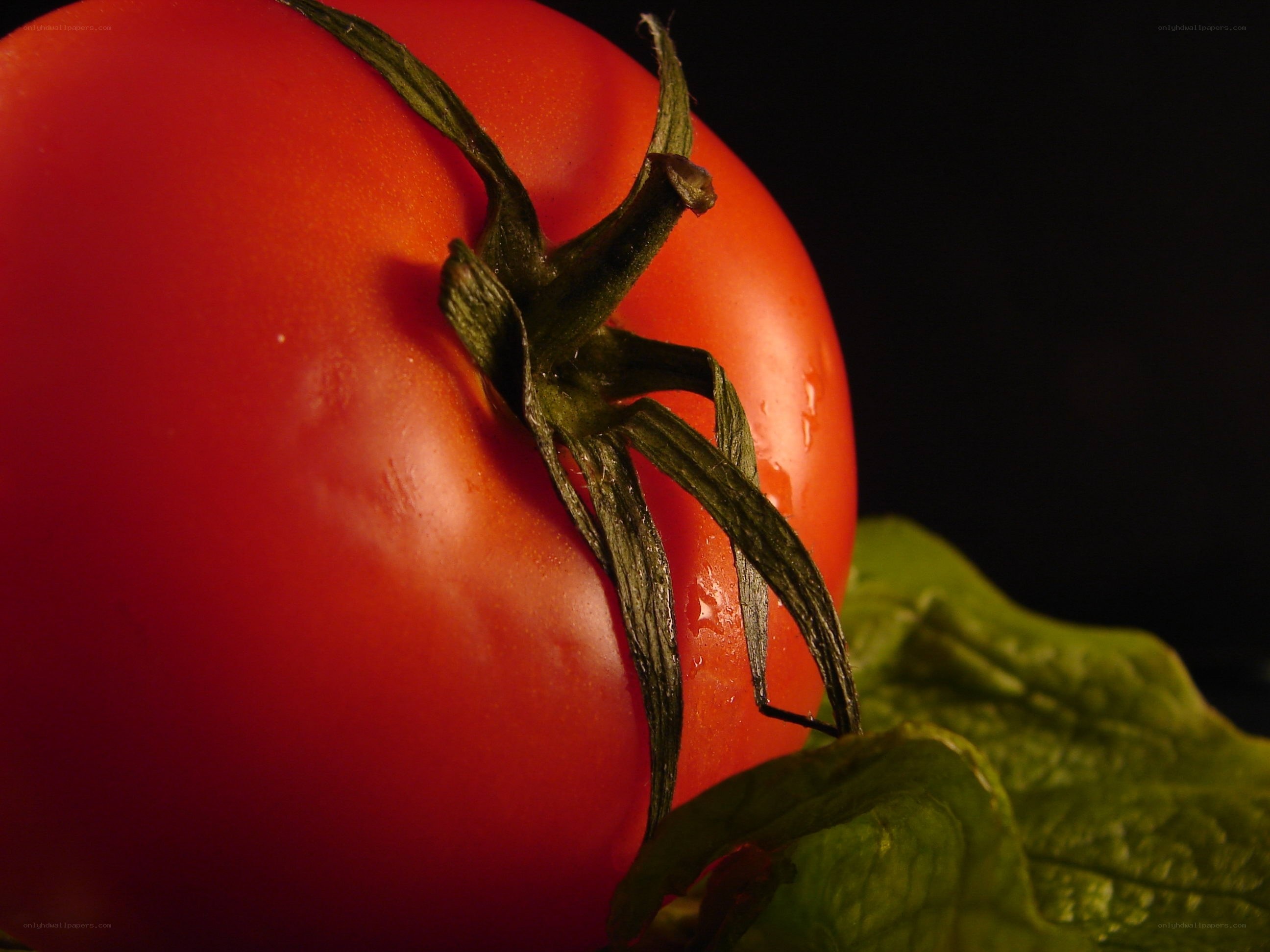 close-up of a ripe tomato