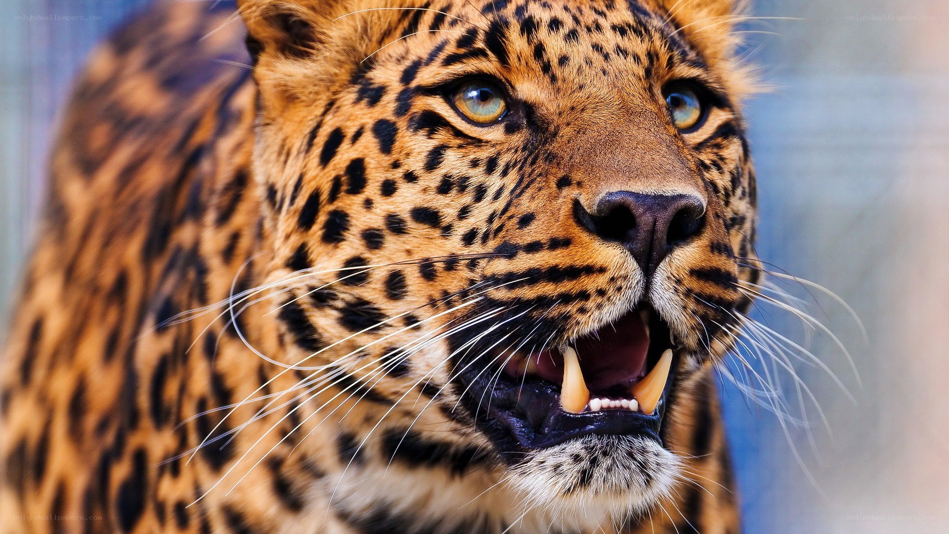 close-up of a roaring leopard