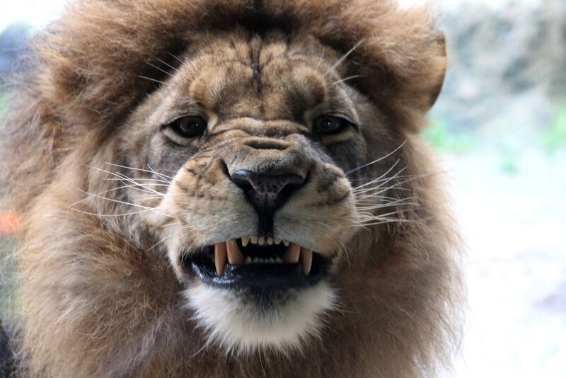 close-up of a roaring lion