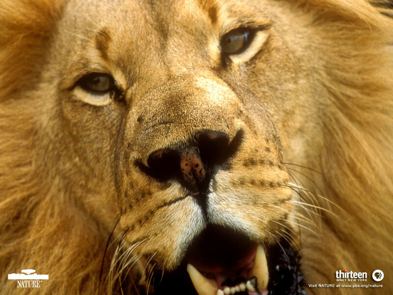 close-up of a roaring lion