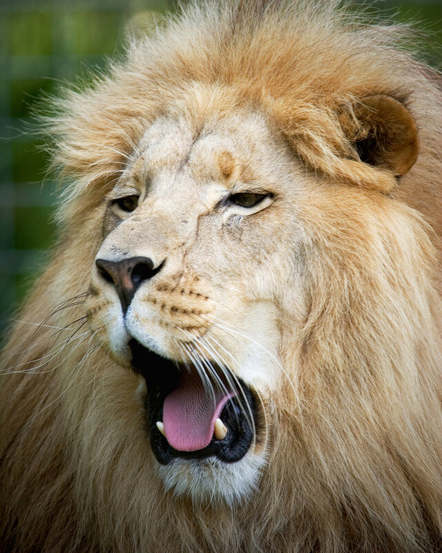 close-up of a roaring lion